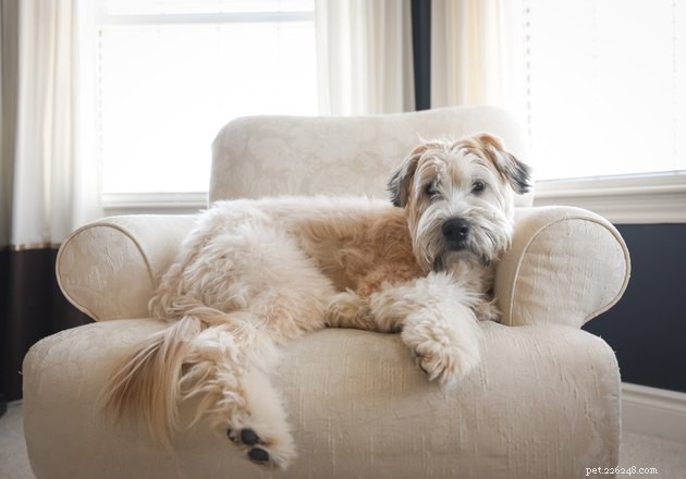 Discover the 14 Most Popular Terrier Breeds: Find Your Ideal Companion