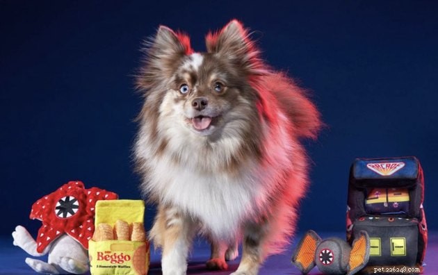 11 Must‑Hold Stranger Things Accessories for Your Dog & Cat