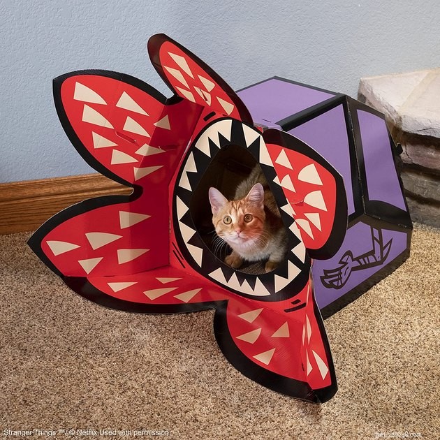 11 Must‑Hold Stranger Things Accessories for Your Dog & Cat