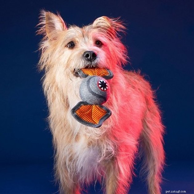 11 Must‑Hold Stranger Things Accessories for Your Dog & Cat