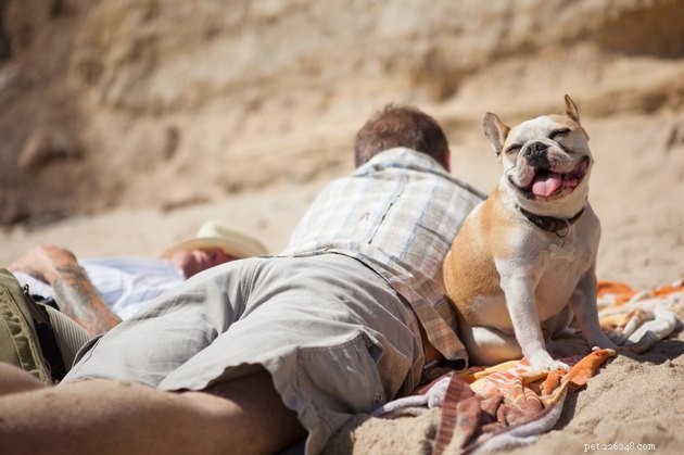 Top Dog Sunscreens of 2022: Protect Your Pet From Sunburn