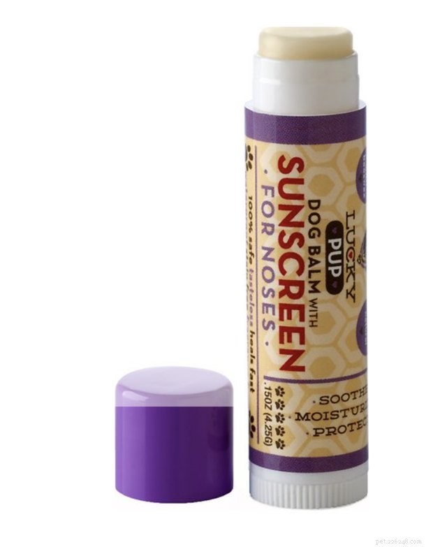 Top Dog Sunscreens of 2022: Protect Your Pet From Sunburn