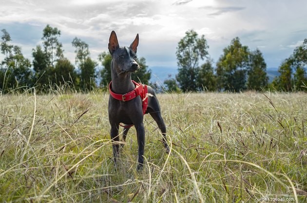 Top Dog Sunscreens of 2022: Protect Your Pet From Sunburn