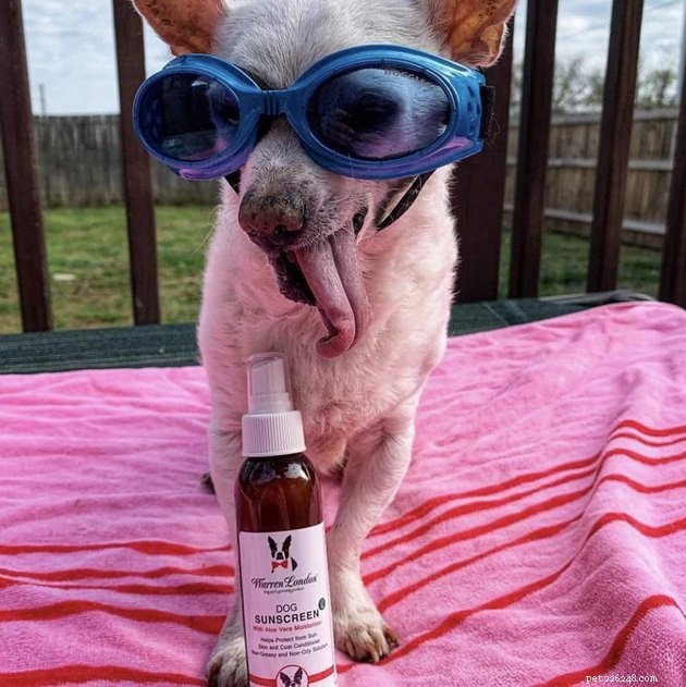 Top Dog Sunscreens of 2022: Protect Your Pet From Sunburn
