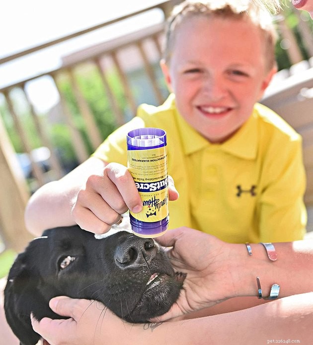 Top Dog Sunscreens of 2022: Protect Your Pet From Sunburn