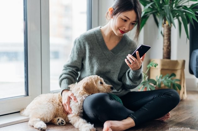 Top Competing Deals on Pet Supplies During Amazon Prime Day 2022