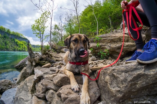 Can You Bring Your Dog to Canada’s National Parks? Rules, Restrictions, and Top Pet‑Friendly Parks