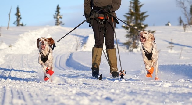 Top 2022 Hands‑Free Dog Leashes for Convenient, Secure Walks