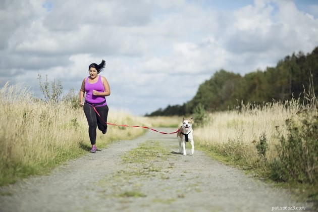 Top 2022 Hands‑Free Dog Leashes for Convenient, Secure Walks