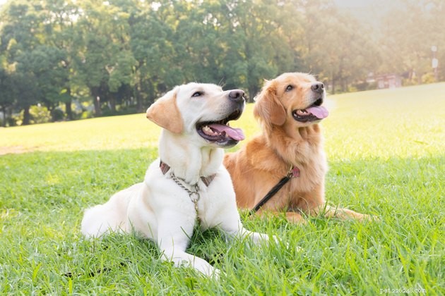 5 Expert Tips to Create a Dog-Friendly Yard and Garden