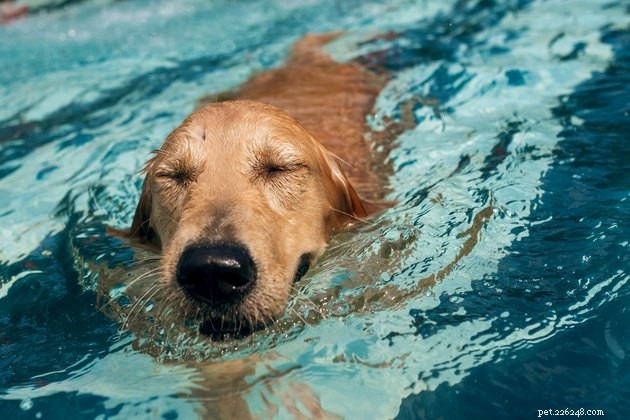 5 Expert Tips to Create a Dog-Friendly Yard and Garden