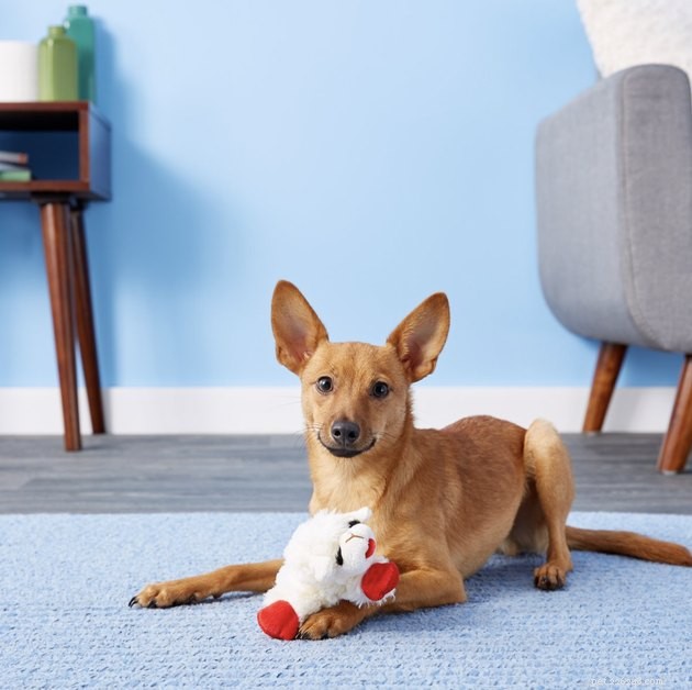 Top 2022 Dog Toys for Small Breeds: Safe & Engaging Picks