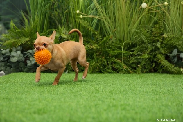 Top 2022 Dog Toys for Small Breeds: Safe & Engaging Picks