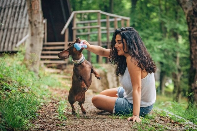 Top 2022 Dog Toys for Small Breeds: Safe & Engaging Picks