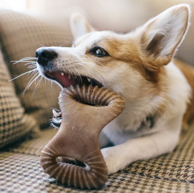 Top 2022 Dog Toys for Small Breeds: Safe & Engaging Picks