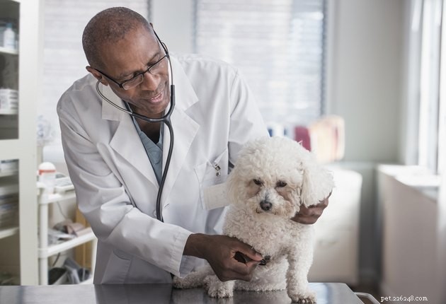 Dogs Don’t Fake It: How to Spot Pain in Your Pet
