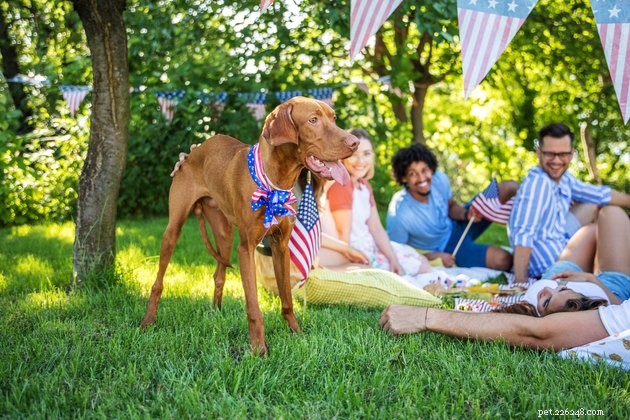 Calm Your Dog on July 4th: Simple Decompression Games to Reduce Firework Anxiety