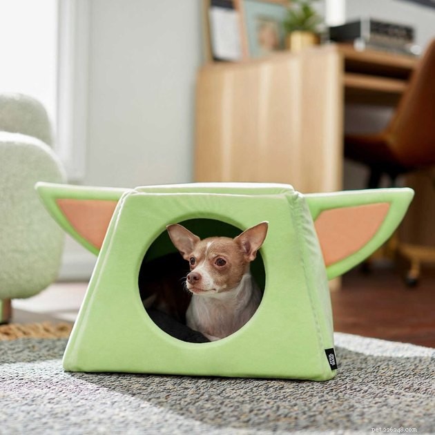 Save Up to 50% on Pet Products During Chewy’s 2022 Blue Box Sale – 14 Expert Tips