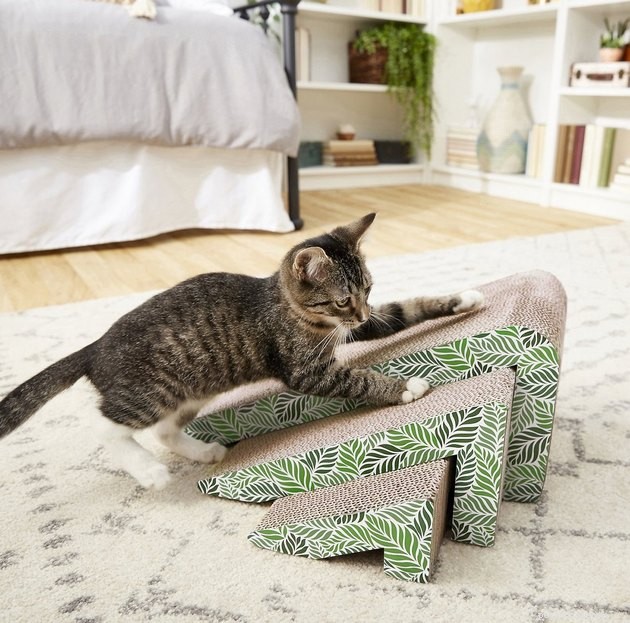 Save Up to 50% on Pet Products During Chewy’s 2022 Blue Box Sale – 14 Expert Tips