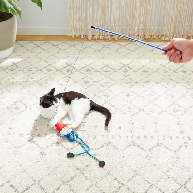 Save Up to 50% on Pet Products During Chewy’s 2022 Blue Box Sale – 14 Expert Tips