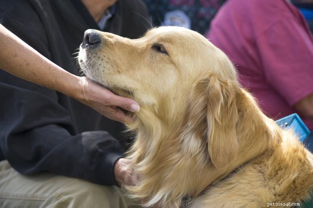 The Dangers of Mislabeling Your Pet as a Service Dog