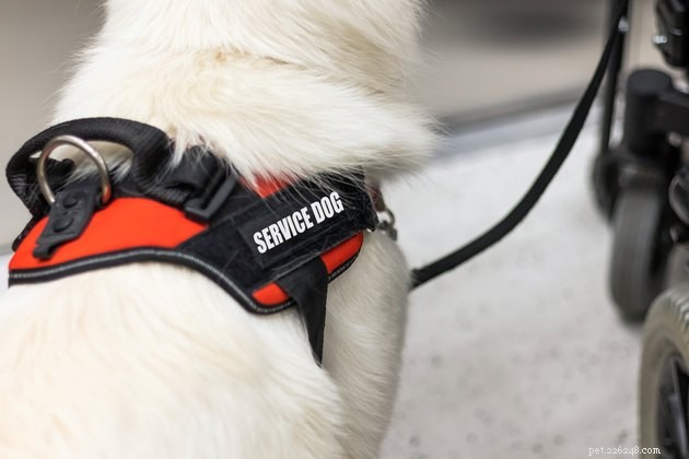 The Dangers of Mislabeling Your Pet as a Service Dog