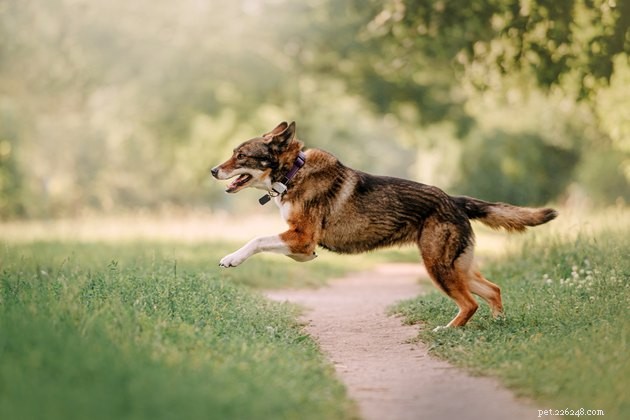 Top Smart Dog Collars of 2022: Best for Safety, Health & Style