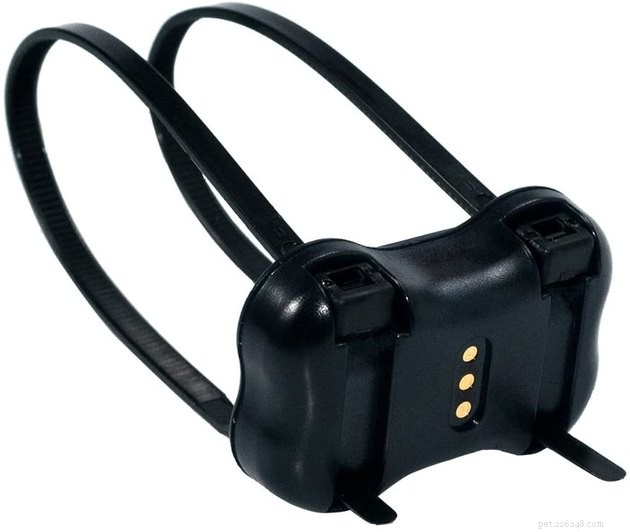 Top Smart Dog Collars of 2022: Best for Safety, Health & Style