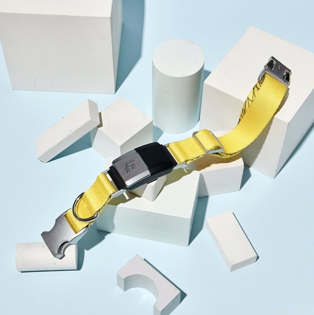 Top Smart Dog Collars of 2022: Best for Safety, Health & Style