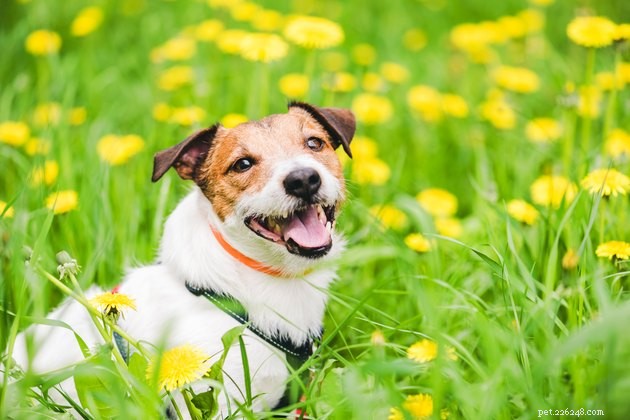 Top Smart Dog Collars of 2022: Best for Safety, Health & Style