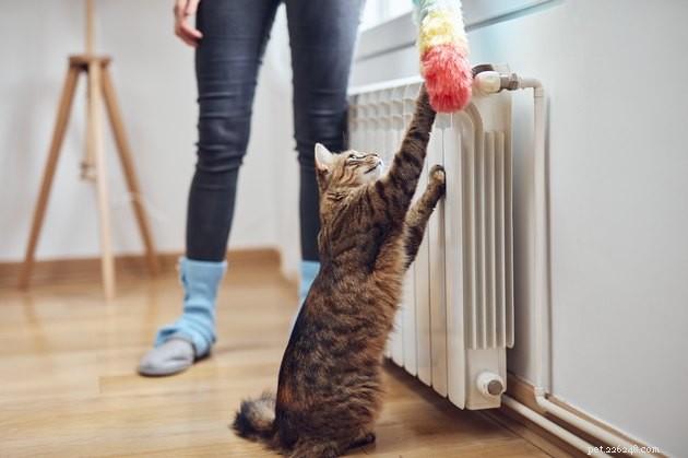 Top Pet Hair Dusters of 2022 – Keep Your Home Clean & Allergy-Free