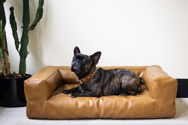Top Sofa Dog Beds of 2022: Comfort & Style for Your Pet