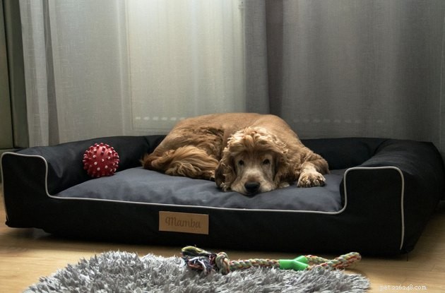 Top Sofa Dog Beds of 2022: Comfort & Style for Your Pet