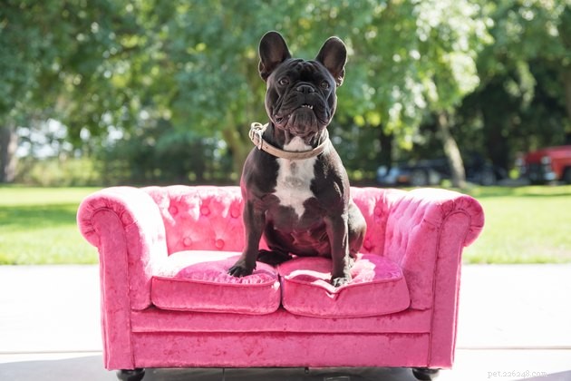 Top Sofa Dog Beds of 2022: Comfort & Style for Your Pet
