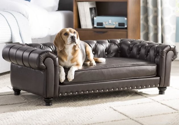 Top Sofa Dog Beds of 2022: Comfort & Style for Your Pet