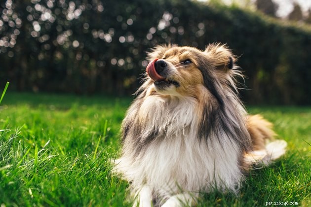 How to Recognize When Your Dog Says No