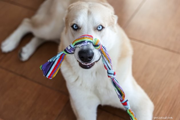 Top Dog Toys for Large Breeds: Durable & Engaging Picks 2022