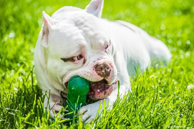 Top Dog Toys for Large Breeds: Durable & Engaging Picks 2022