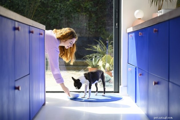 Top Dog-Friendly Bone Broths of 2022: Expert Picks & Health Benefits