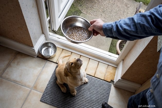 Top Dog-Friendly Bone Broths of 2022: Expert Picks & Health Benefits