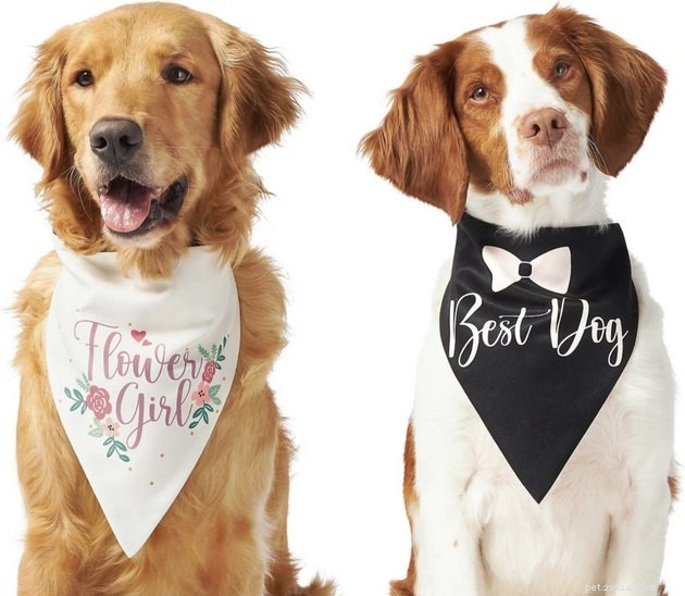 Top Dog Wedding Attire: Chic & Comfortable Outfits for Your Big Day