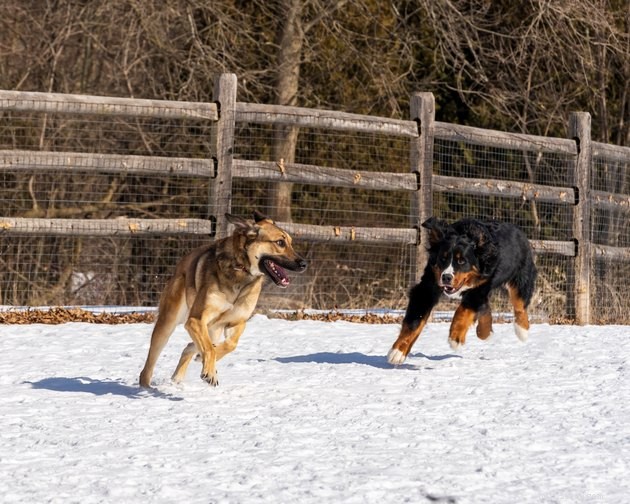 Boost Your Dog’s Well‑Being: Empower Them With More Choices