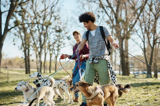 Can Dogs Remember? Exploring the Depth of Canine Memory