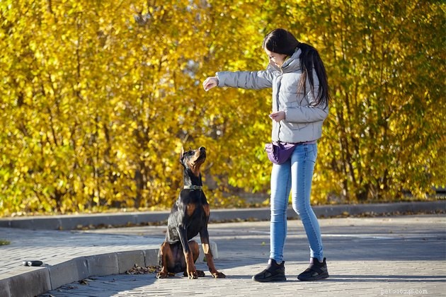 Can Dogs Remember? Exploring the Depth of Canine Memory