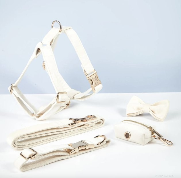 Top Dog Wedding Attire: Chic & Comfortable Outfits for Your Big Day