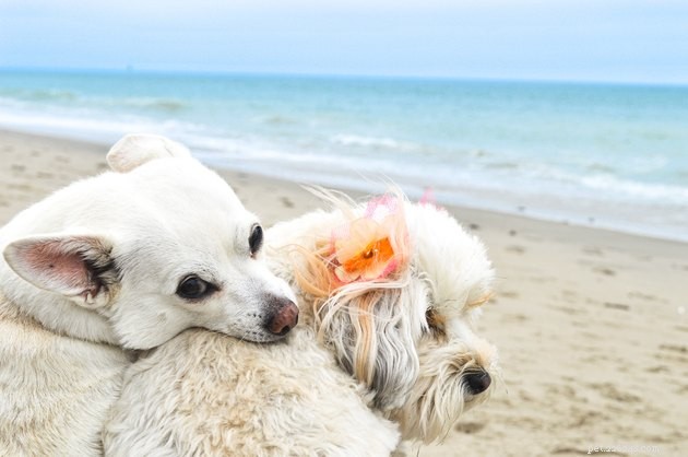 Can Dogs Remember? Exploring the Depth of Canine Memory