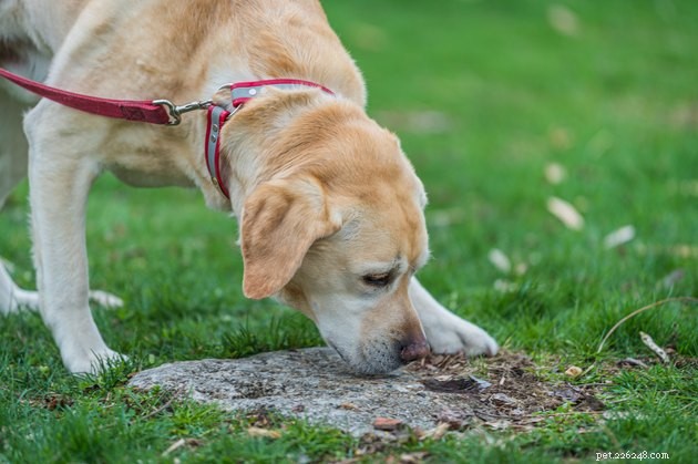 Boost Your Dog’s Well‑Being: Empower Them With More Choices