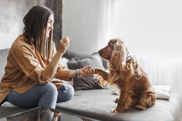 LIMA Training: The Humane, Trust‑Building Approach for Dogs