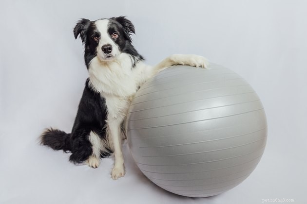 LIMA Training: The Humane, Trust‑Building Approach for Dogs
