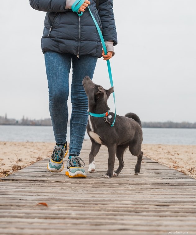 LIMA Training: The Humane, Trust‑Building Approach for Dogs